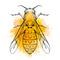 Contour sketch of a wasp with a top view with yellow watercolor splashes on a white background. Flying insect. Vector outline