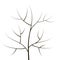 A contour of thin branches and a trunk of a simple black forest tree object isolated on a white background
