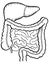 Contour vector outline drawing of human intestine and liver organ.