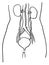 Contour vector outline drawing of human kidneys and bladder  organ