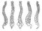 Contour vector outline drawing of human spine skeleton.