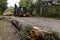 Contractors clear fallen trees in road