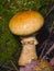 Contrary webcap, Cortinarius varius, poisonous mushroom in forest close-up, selective focus, shallow DOF