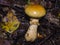 Contrary webcap, Cortinarius varius, poisonous mushroom in forest close-up, selective focus, shallow DOF