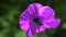 Contrast color in poppies. Lilac poppy on a green background. Easy movement of poppies in a meadow. A rare color o