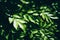 Contrast foliage, closeup, shallow depth of field, toned. Dark green nature background