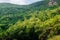 Contrast with green clor shade of Tree plant on the mountain.