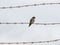 Contrast between harsh rusty barbed wire and fragile welcome swallow