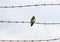 Contrast between harsh rusty barbed wire and fragile welcome swallow