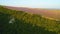 Contrast of lavender fields to forest. Shot. Top view of rural road separating lavender field from forest. Top view of