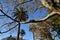 A contrast of New Zealand fern trees and autumn park trees