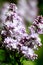 Contrast on Syringa Vulgaris lilac flowers with blurry backyard