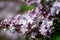 Contrast and texture on lilac with blurry effect for gardening