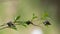 Contrast of young and old twig with leaves in artistic close-up