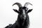 Contrasting Beauty: Black Goat Against a White Backdrop
