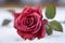 Contrasting beauty Close up view of crimson rose on snowy background