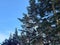 Contrasting beauty of pines and sky in Southern Vermont in Winter