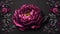 Contrasting Beauty: A Pink Flower Blooms Against a Black Background