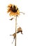 Contrasting Elegy: A Deceased Sunflower Amidst Stark Purity AI Generated