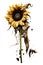 Contrasting Elegy: A Deceased Sunflower Amidst Stark Purity AI Generated