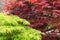 Contrasting red and green Japanese Maple trees. (Acer rubrum and Acer Palmatum)