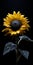 Contrasting Shadows: Sunflower Still Life On Night Sky