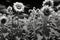 Contrastive Radiance: Sunflowers in Monochrome Dadaist Photomontage AI Generated