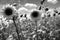 Contrastive Radiance: Sunflowers in Monochrome Dadaist Photomontage AI Generated