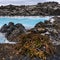 Contrasts of Icelandic nature. Blue lagoon.