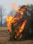 Controlled burn of cedar trees