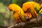 Conure birds are plume on tree branch