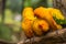 Conure birds on tree branch