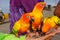 The conures being feed on human hand