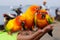 The conures being feed on human hand