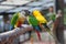 Conures - a variety of weakly expressed by a group of parrots of small and medium size. They belong to several genera in the long-