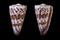 Conus imperialis