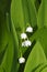 Convallaria majalis / Lily of the Valley
