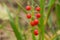 Convallaria majalis, lily of the valley, red poisonous berries