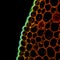 Convallaria plant microscopic sample, fluorescence signal observed with confocal laser scanning microscopy