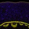 Convallaria plant microscopic sample, fluorescence signal observed with confocal laser scanning microscopy