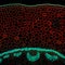 Convallaria plant microscopic sample, fluorescence signal observed with confocal laser scanning microscopy