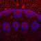 Convallaria plant microscopic sample, fluorescence signal observed with confocal laser scanning microscopy