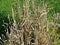 CONVENTIONAL WHEAT IN BOTANIC GARDEN OF SILESIA , POLAND , EUROPE