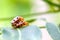 Convergent Lady Beetles mating on a green leaf with copyspace