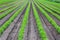 Convergent rows of young carrot plants