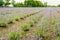 Converging beds with purple flowering lavender plants in the fie