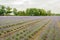 Converging beds with purple flowering lavender plants in the fie