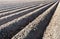 Converging potato ridges of clay in early sunlight