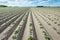 Converging ridges with young fresh green potato plants