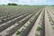 Converging ridges with young fresh green potato plants